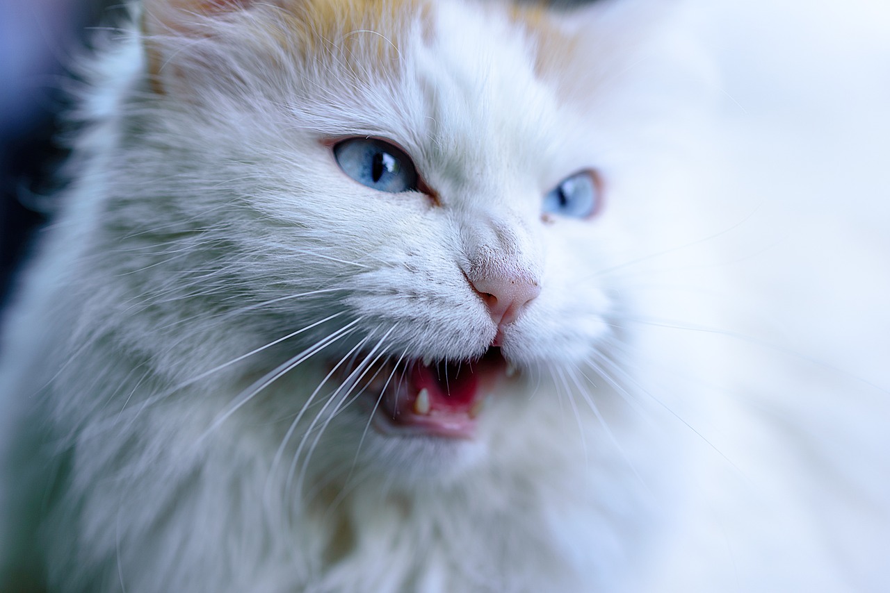 How to Spot Signs of Pain in Cats